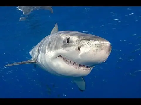 White shark