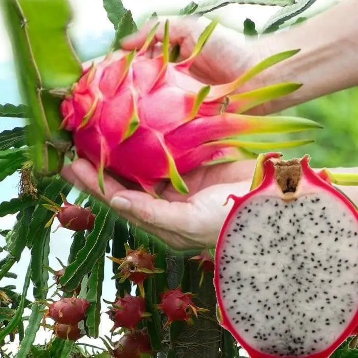 Dragon Fruit