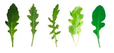 Arugula