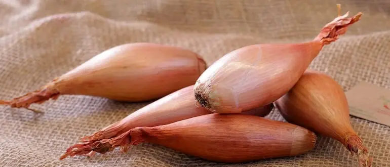 Shallot