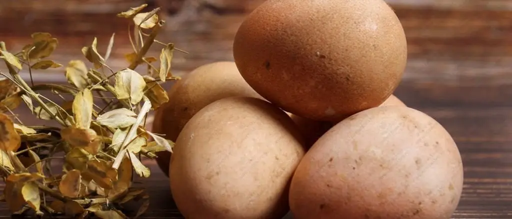 Guinea fowl eggs