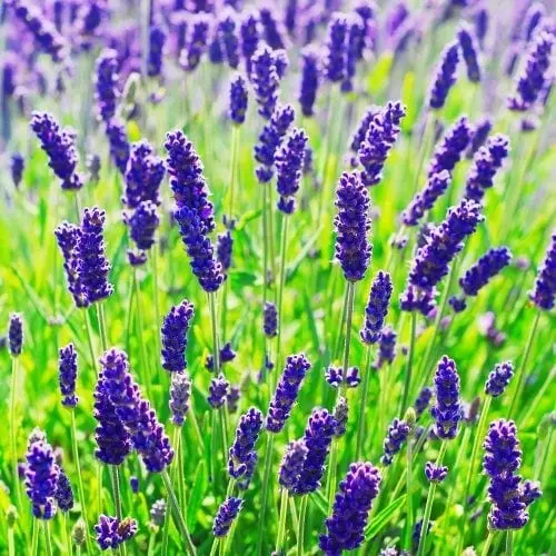 Lavender