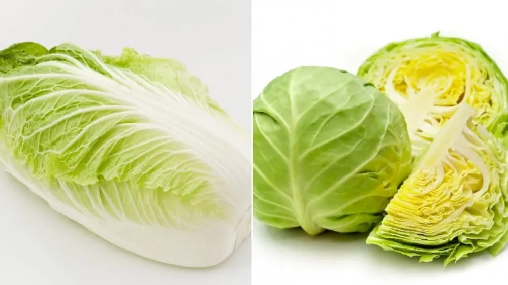 Napa cabbage