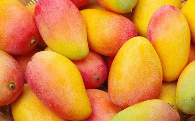 Mango