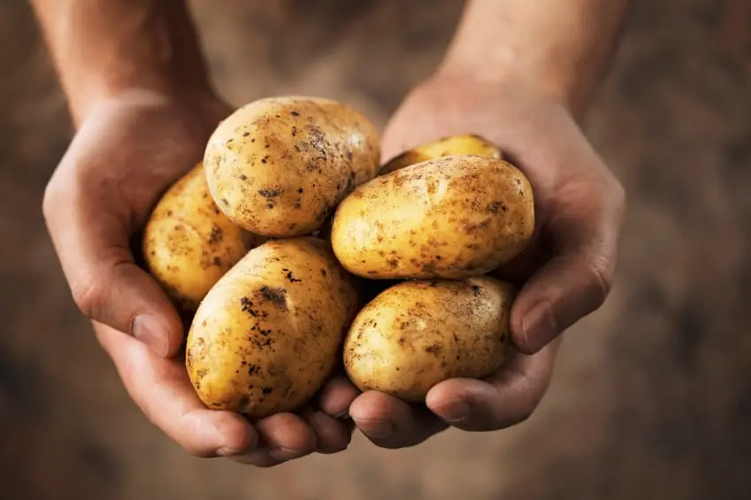 Potatoes