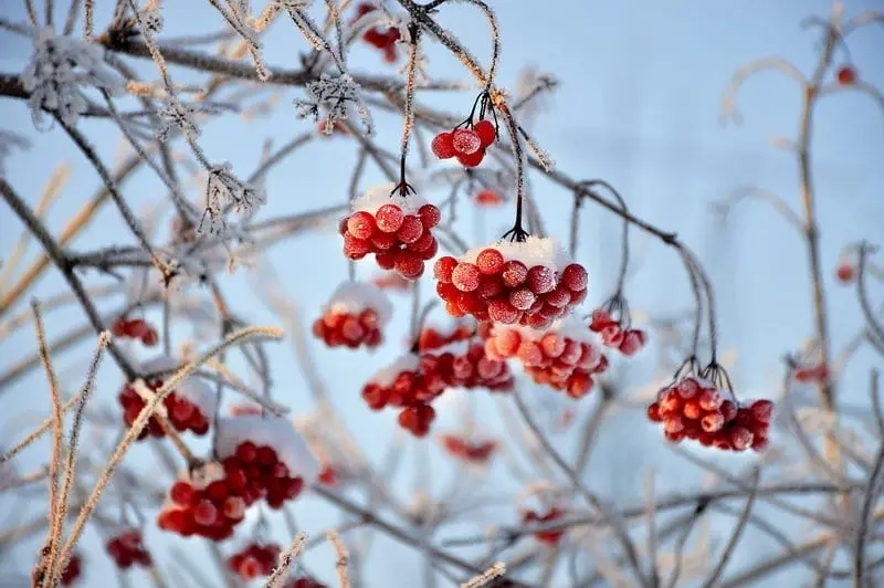 Viburnum