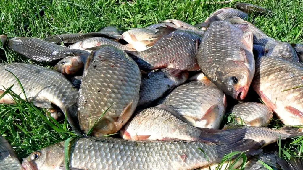 Crucian carp