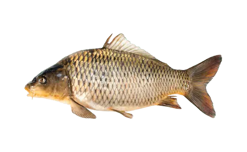 Carp &#8211; what kind of fish is it. Health Benefits and Harm.