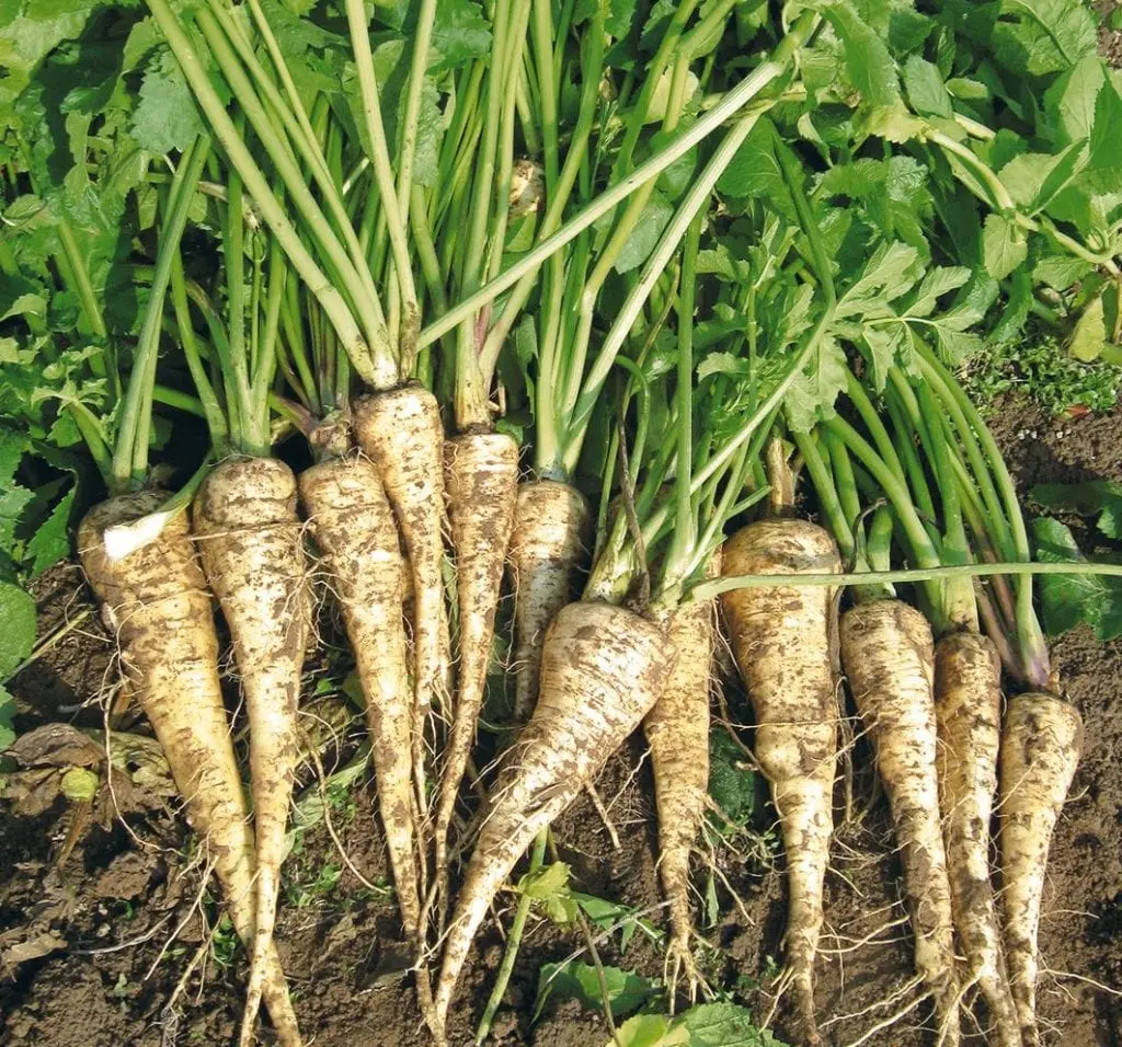 Panais Description Du Legume Avantages Et Inconvenients Pour La Sante