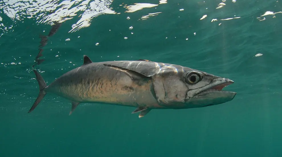 Horse mackerel