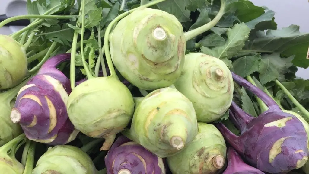 Kohlrabi cabbage