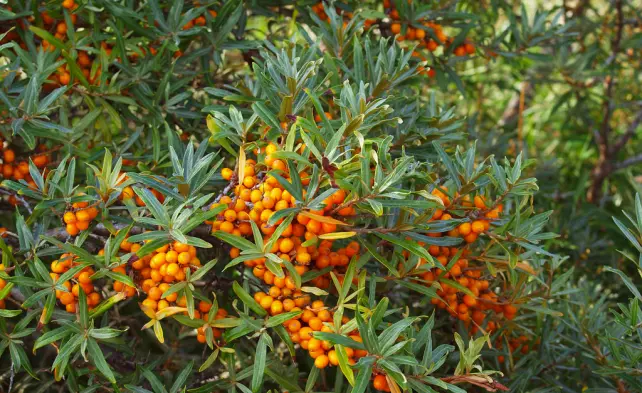 Sea buckthorn