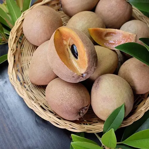 Sapodilla