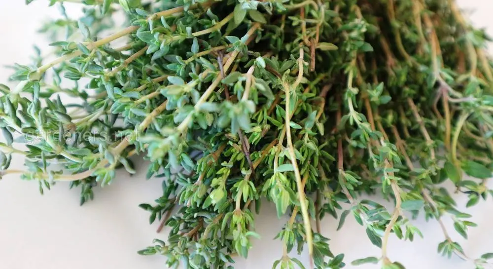 Thyme