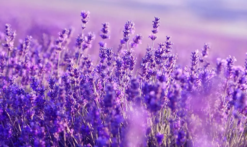 Lavender