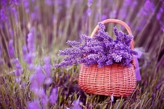 Lavender