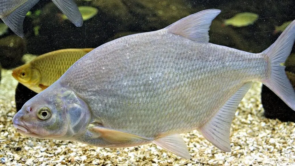 Bream