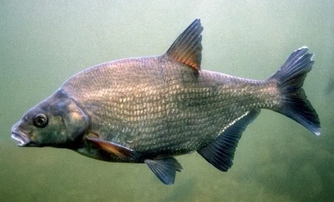 Bream