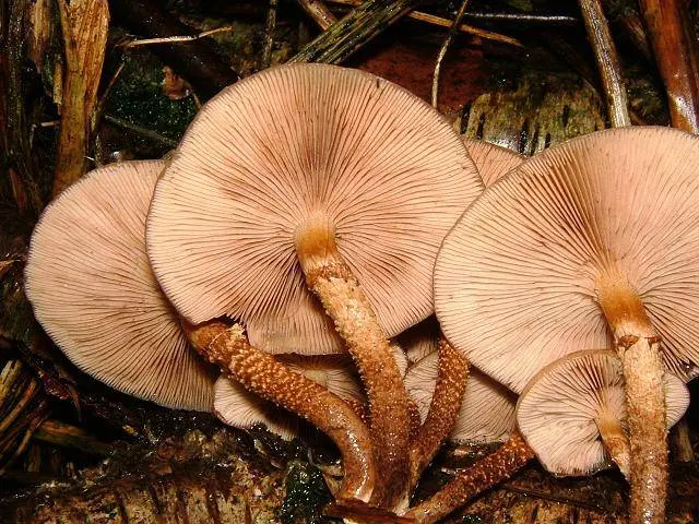 Honey mushroom