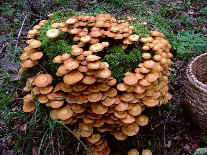 Honey mushroom