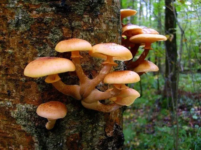 Honey mushroom