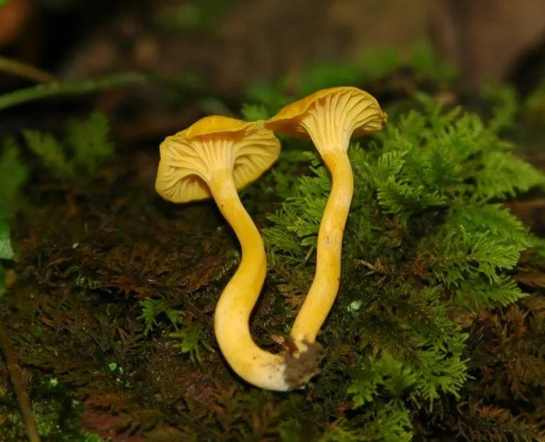 Chanterelles