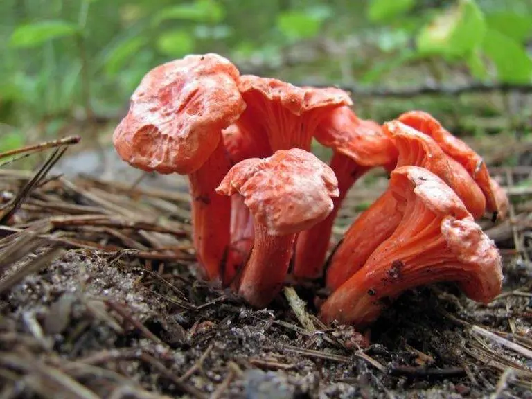 Chanterelles