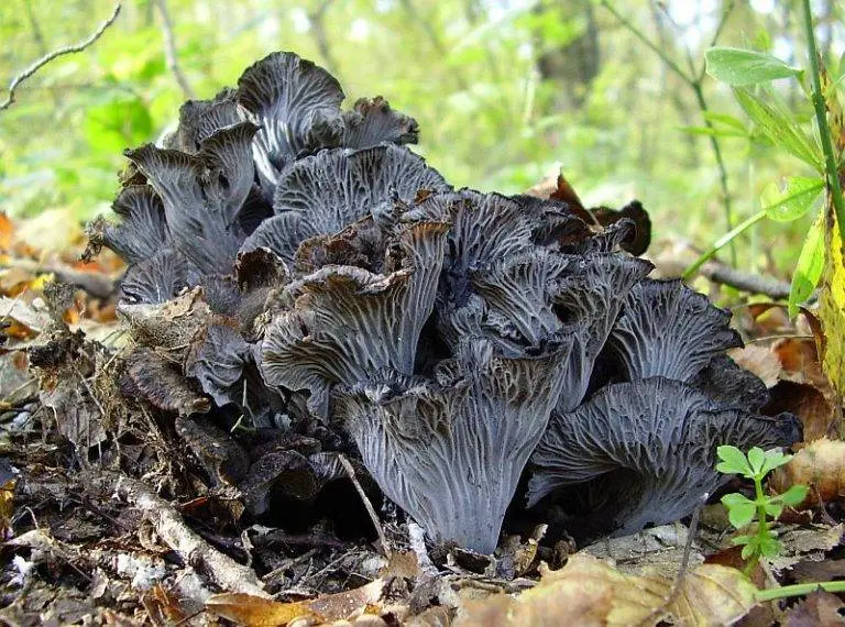 Chanterelles