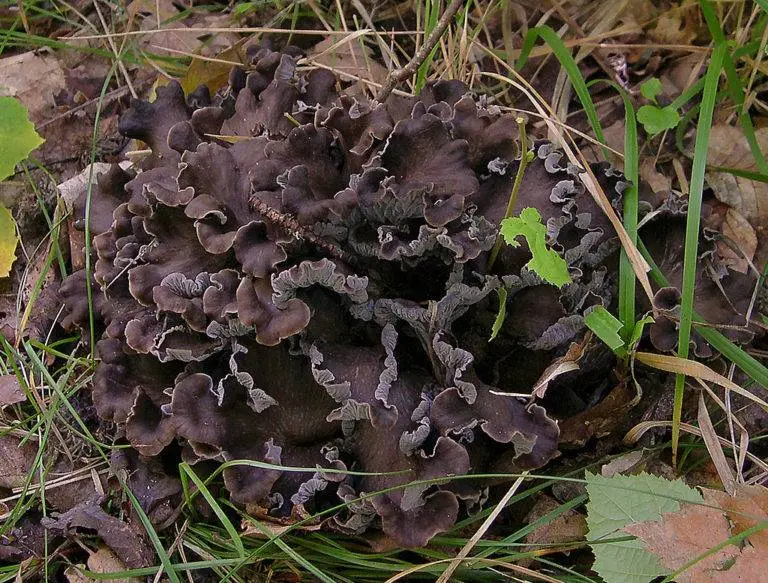 Chanterelles