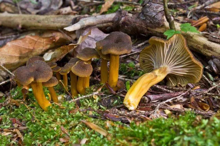 Chanterelles