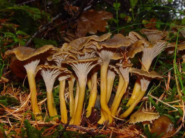 Chanterelles