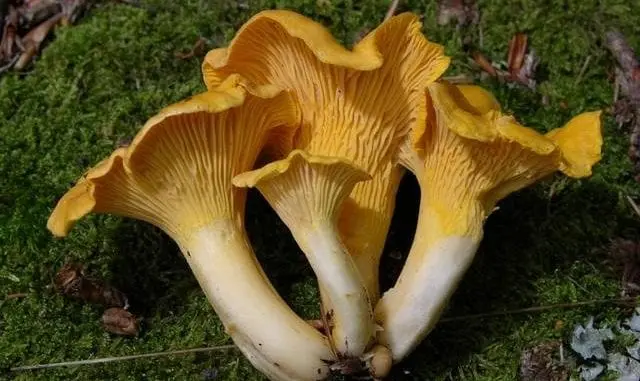 Chanterelles