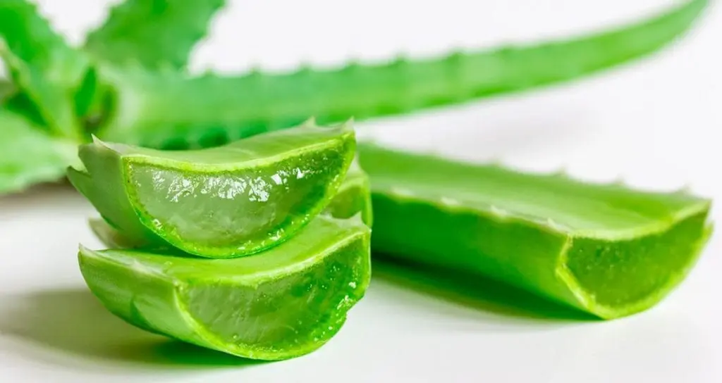 Aloe Vera &#8211; description of the herb. Benefits and harm to human health