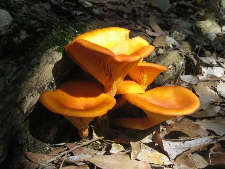 Chanterelles