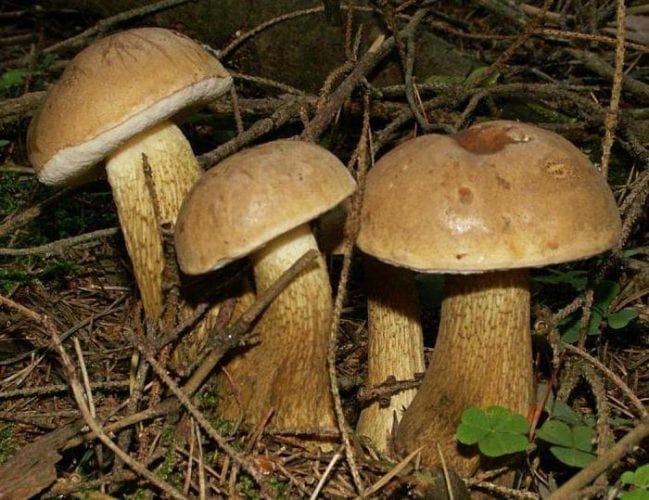 Porcini mushroom - description. Health benefits and harms.