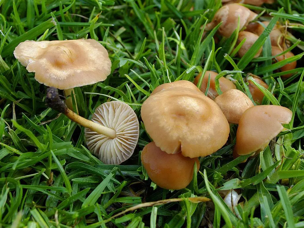 Honey mushroom