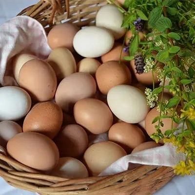 Chicken eggs