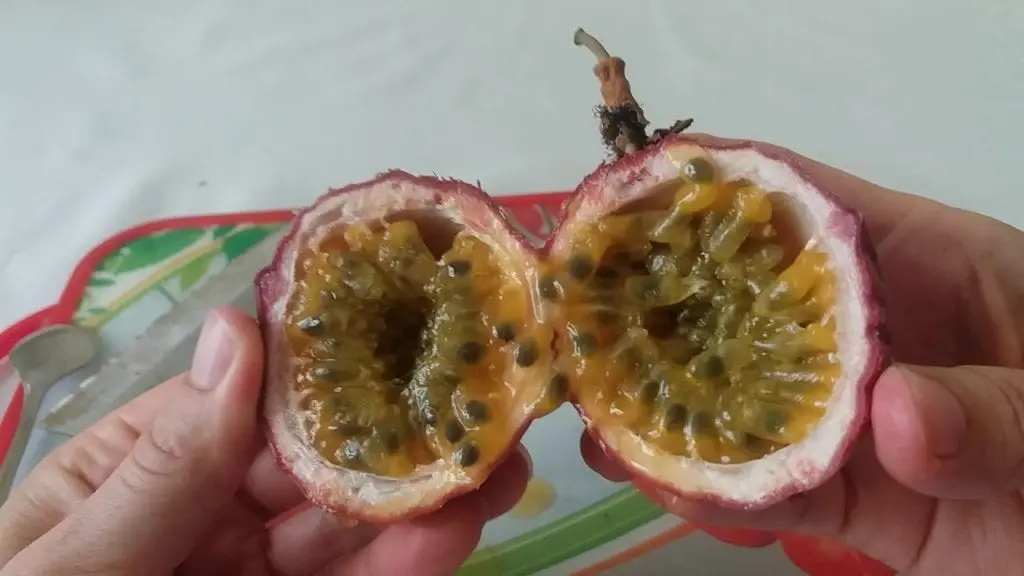 Passion fruit