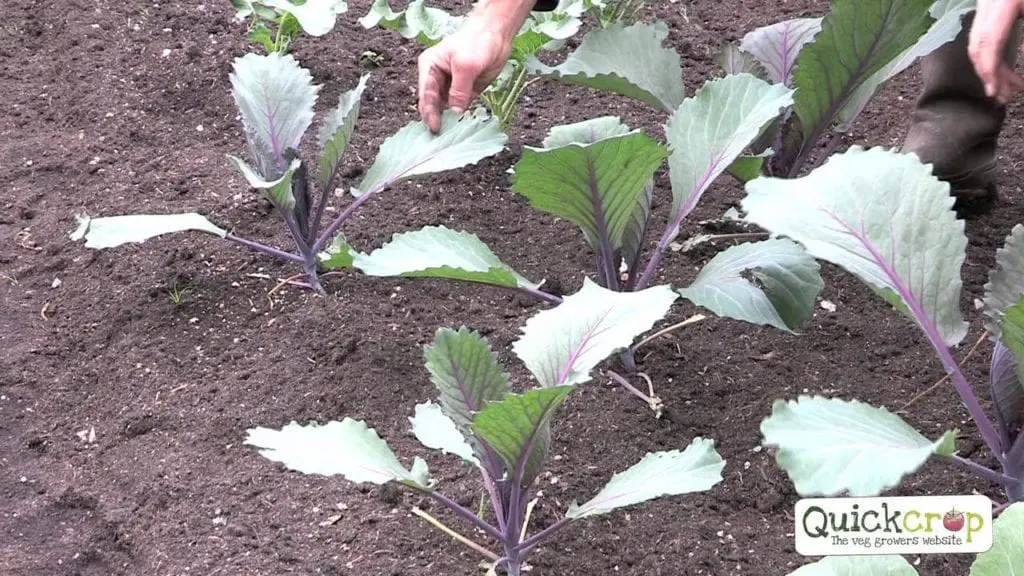 Purple cabbage