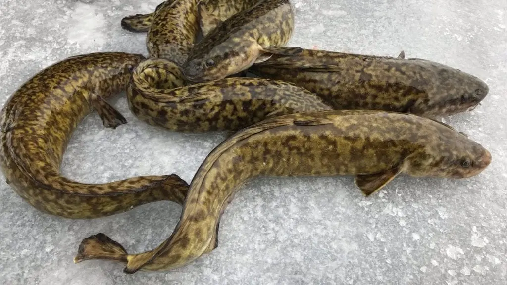 Burbot