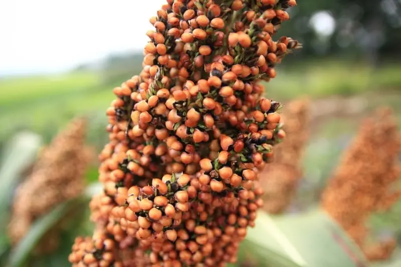 Sorghum