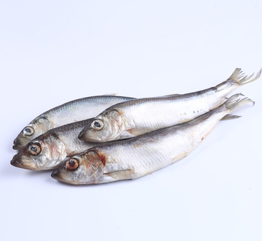 herring fish in malay