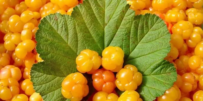 Cloudberry