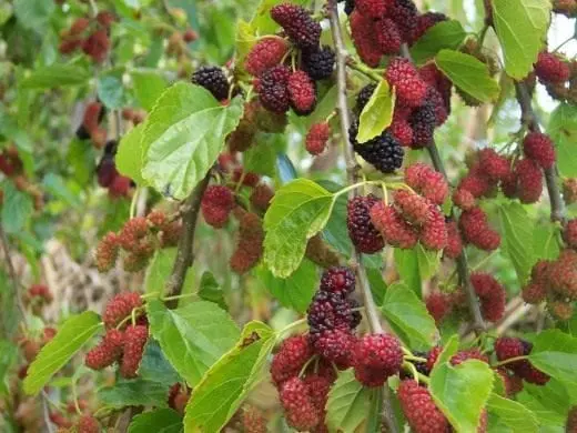 Fresh Mulberries Near Me