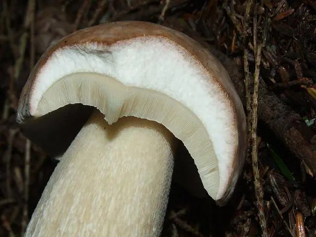 Porcini mushroom