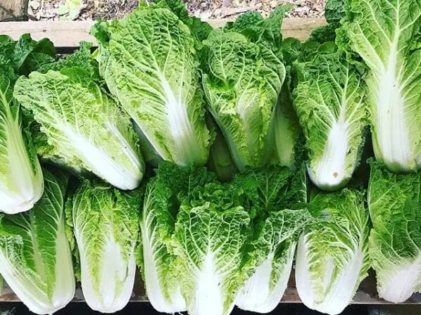 Napa cabbage