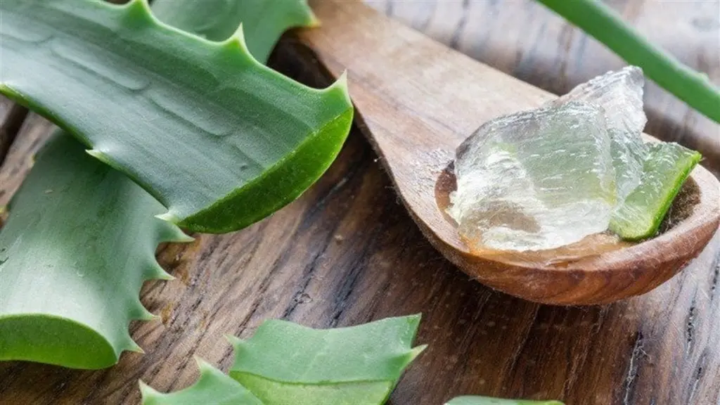 Aloe Vera &#8211; description of the herb. Benefits and harm to human health