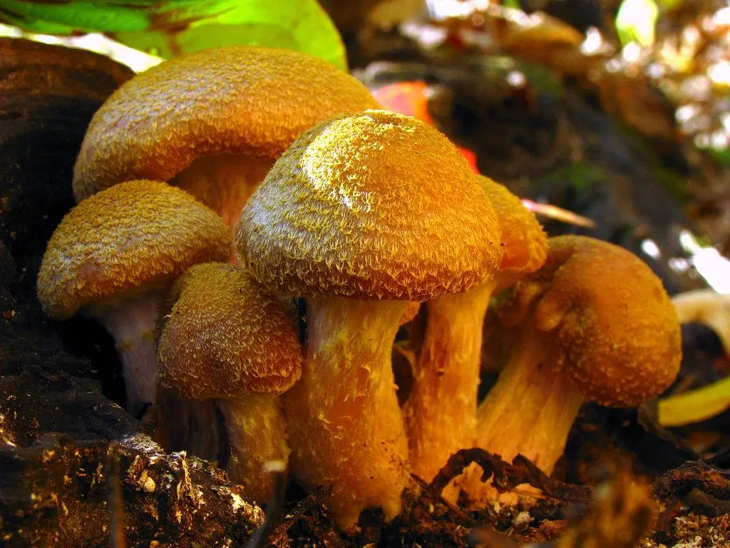 Honey mushroom