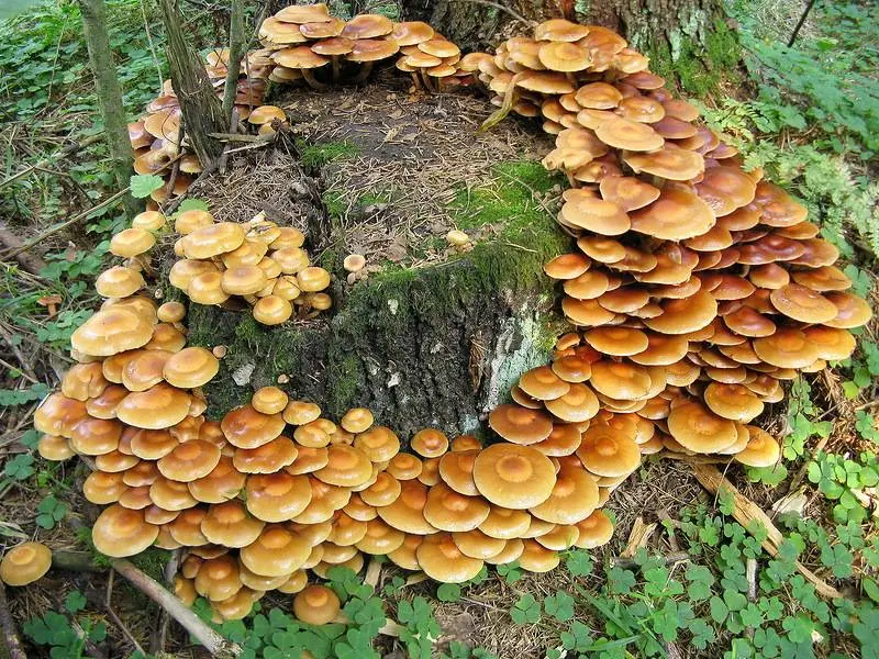 Honey mushroom