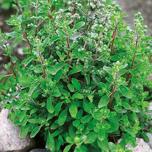 Oregano